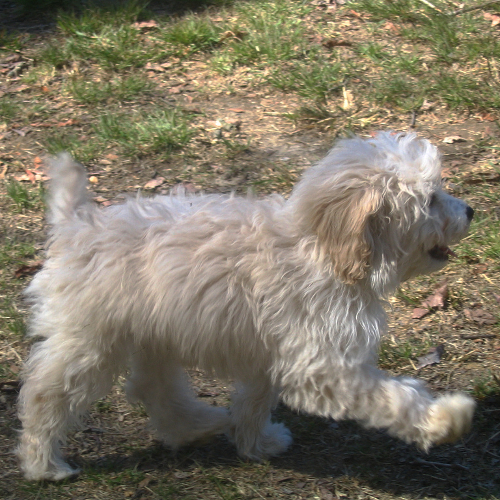 Maltese