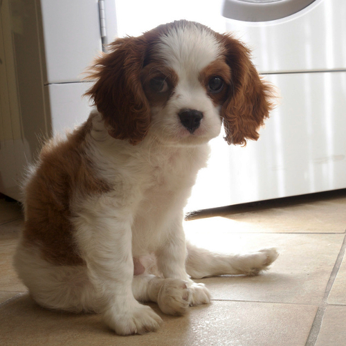 cavalier king charles spaniel