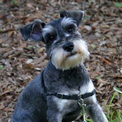 Schnauzer