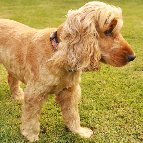 Cocker Spaniel