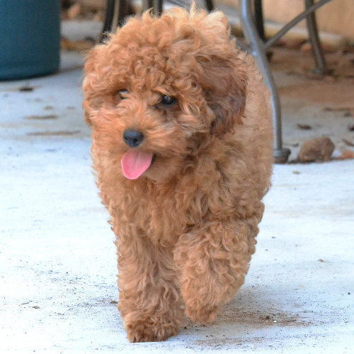 Cavoodle